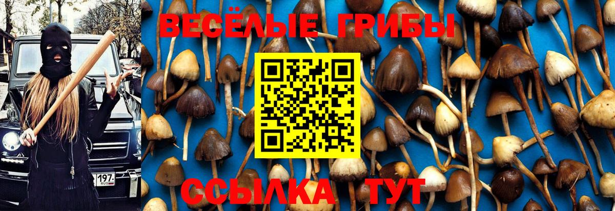 Галлюциногенные грибы Psilocybe  где купить наркотик  Вход с VPN  Россошь  Галлюциногенные грибы MAGIC MUSHROOMS 